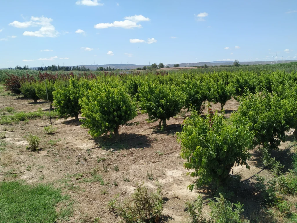 Plant nursery with young certified fruit trees